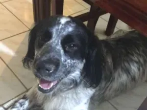 Cachorro raça Cocker Spaniel mestiço idade 2 anos nome Não tenho