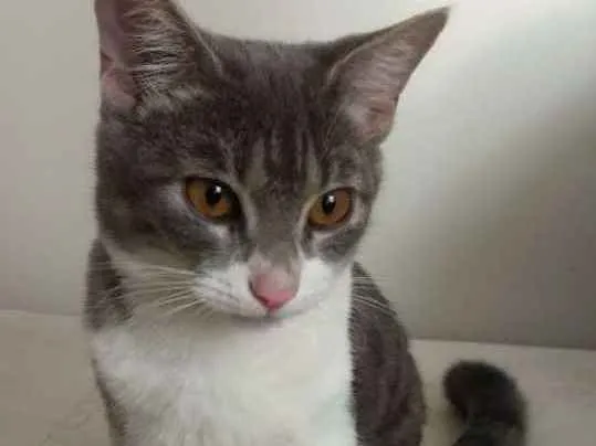 Gato ra a  idade 2 a 6 meses nome Mia