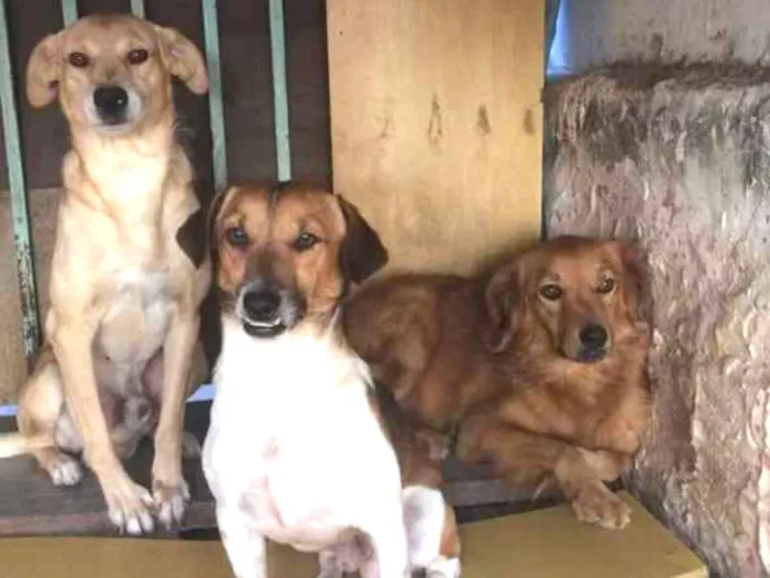 Cachorro ra a Vira-lata.  idade 1 ano nome Boldi ' Rathe' marle