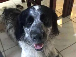 Cachorro raça Cocker Spaniel mestiço idade 2 anos nome Timóteo