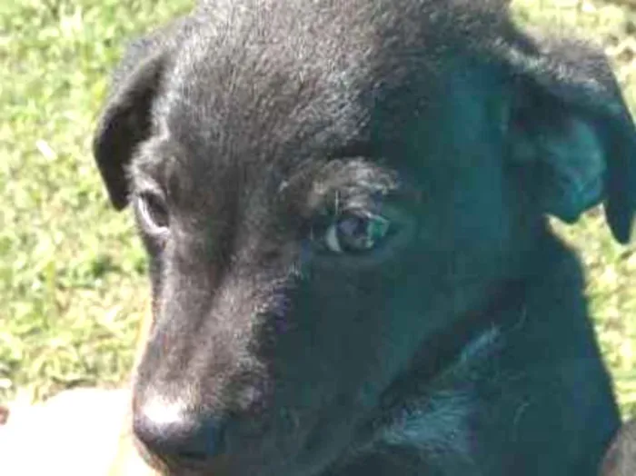 Cachorro raça Mista idade 2 a 6 meses nome Filhotes