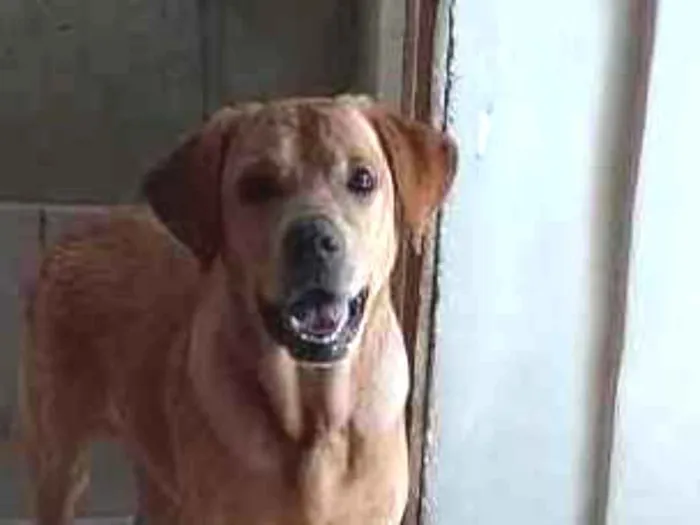 Cachorro ra a Labrador Retriever idade 1 ano nome Zeca