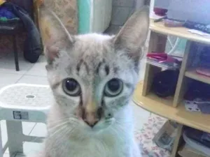 Gato raça Indefinida  idade 2 a 6 meses nome Bela