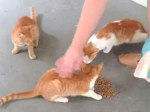 Gato raça Vira lata idade 2 a 6 meses nome Sem nomes