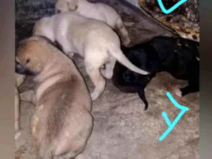 Cachorro raça Vira lata idade 2 a 6 meses nome Sem nome