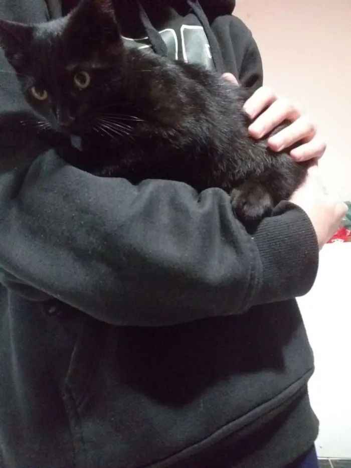 Gato ra a Vira-lata idade 2 a 6 meses nome Neguinho e Ziggy