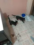 Neguinho e Ziggy