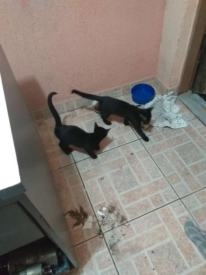 Gato ra a Vira-lata idade 2 a 6 meses nome Neguinho e Ziggy