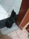 Neguinho e Ziggy