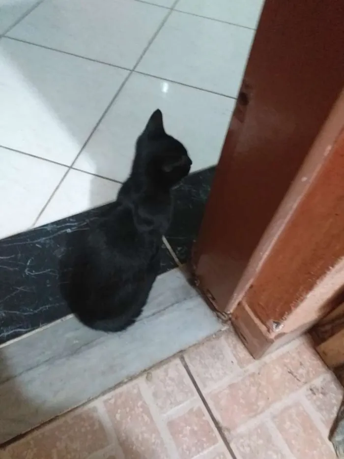 Gato ra a Vira-lata idade 2 a 6 meses nome Neguinho e Ziggy
