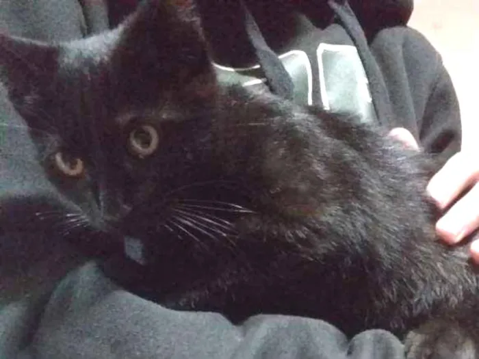 Gato ra a Vira-lata idade 2 a 6 meses nome Neguinho e Ziggy