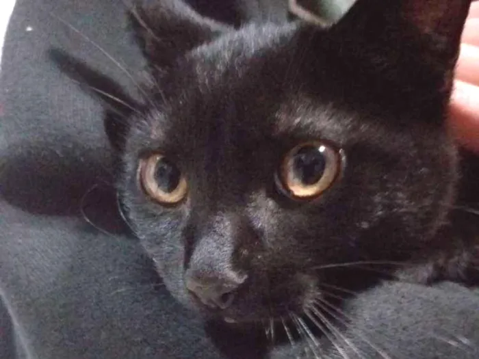 Gato ra a Vira-lata idade 2 a 6 meses nome Neguinho e Ziggy