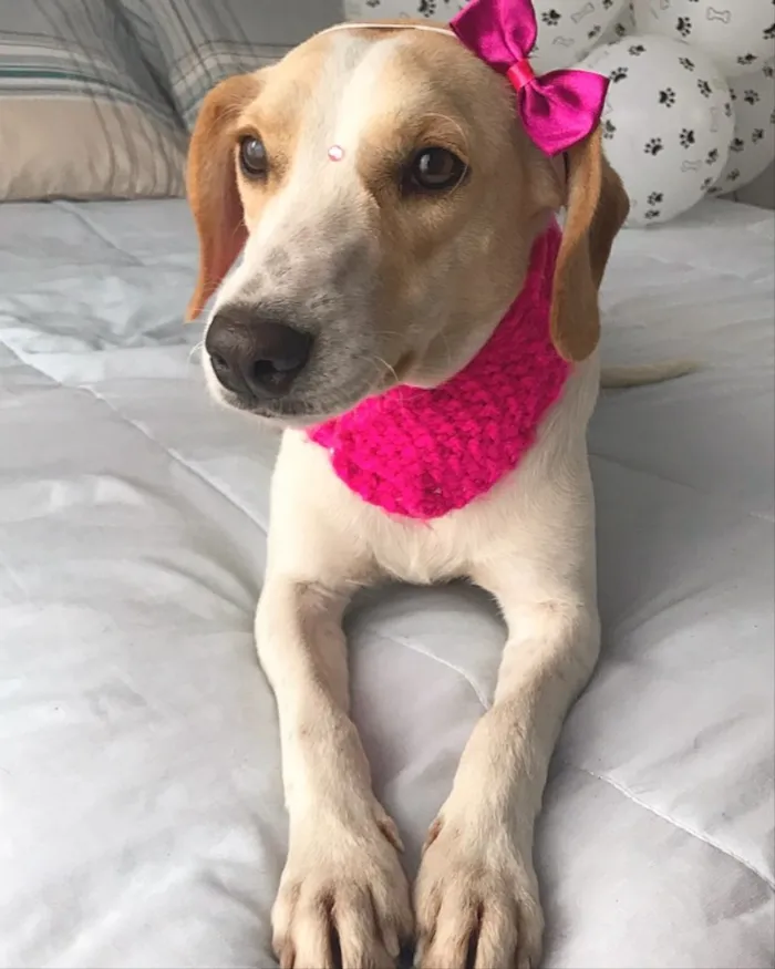 Cachorro ra a Sem raça definida  idade 1 ano nome Princesa