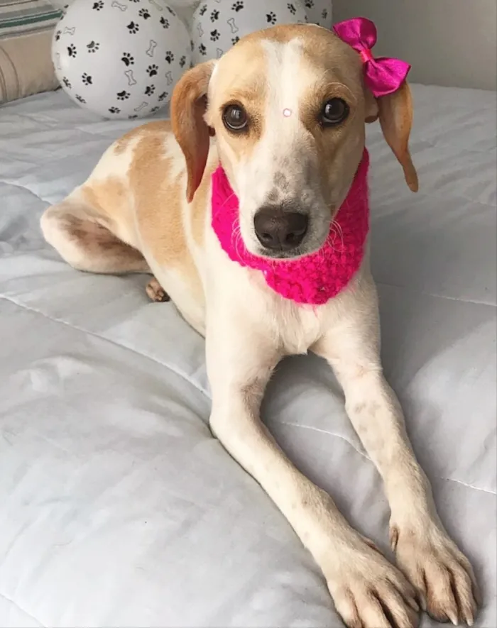 Cachorro ra a Sem raça definida  idade 1 ano nome Princesa