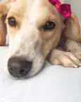 Princesa
