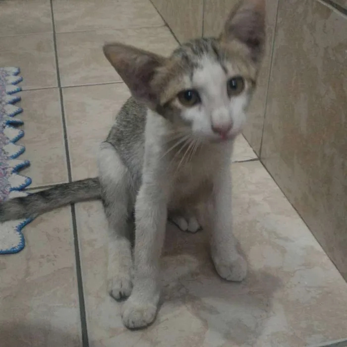 Gato ra a Sem raça definitiva idade 2 a 6 meses nome Sem nome