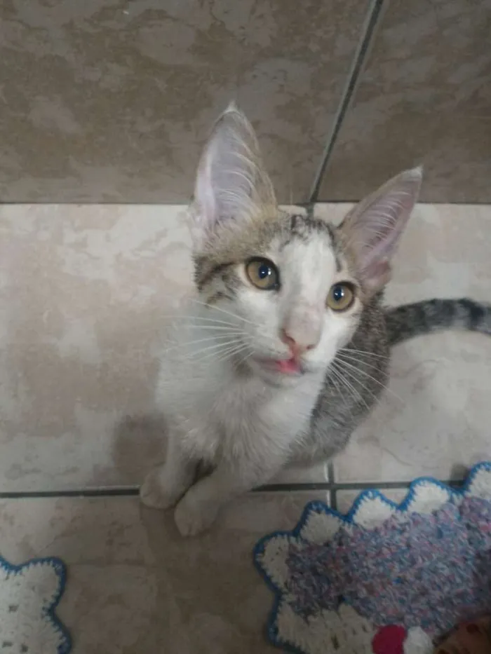 Gato ra a Sem raça definitiva idade 2 a 6 meses nome Sem nome