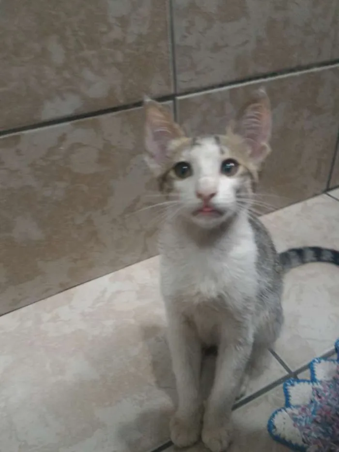 Gato ra a Sem raça definitiva idade 2 a 6 meses nome Sem nome