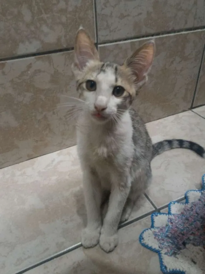 Gato ra a Sem raça definitiva idade 2 a 6 meses nome Sem nome