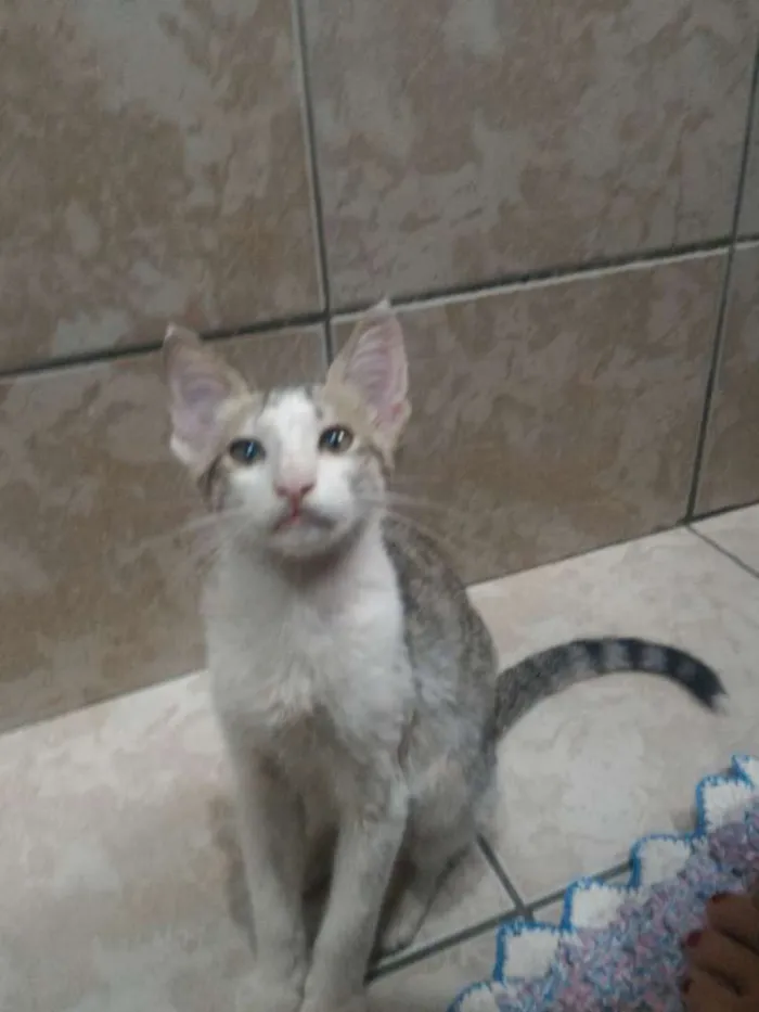 Gato ra a Sem raça definitiva idade 2 a 6 meses nome Sem nome