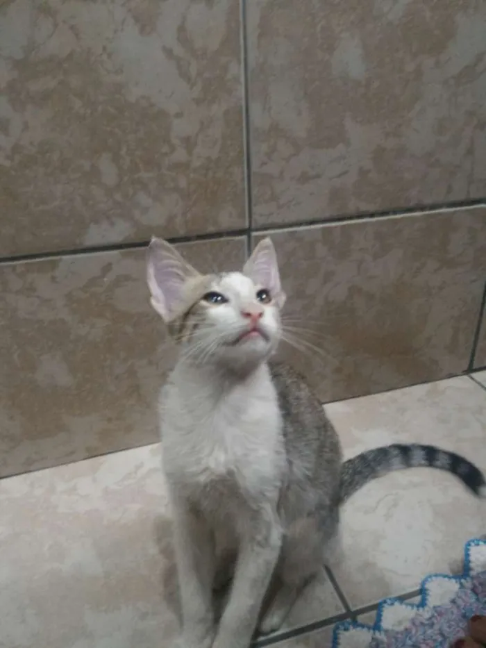 Gato ra a Sem raça definitiva idade 2 a 6 meses nome Sem nome