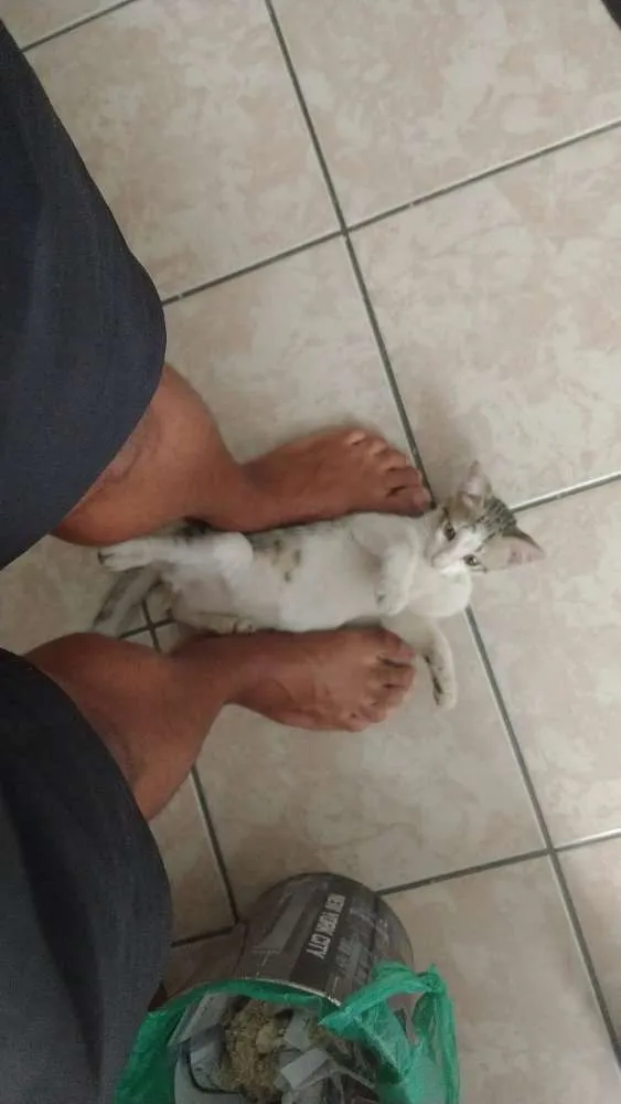 Gato ra a Sem raça definitiva idade 2 a 6 meses nome Sem nome