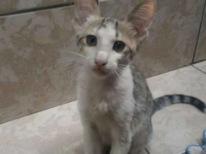 Gato ra a Sem raça definitiva idade 2 a 6 meses nome Sem nome