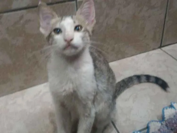 Gato ra a Sem raça definitiva idade 2 a 6 meses nome Sem nome