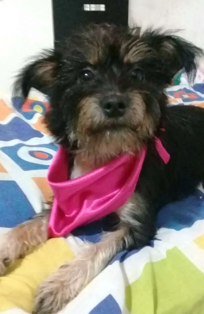 Cachorro raça  idade 1 ano nome Pérola 