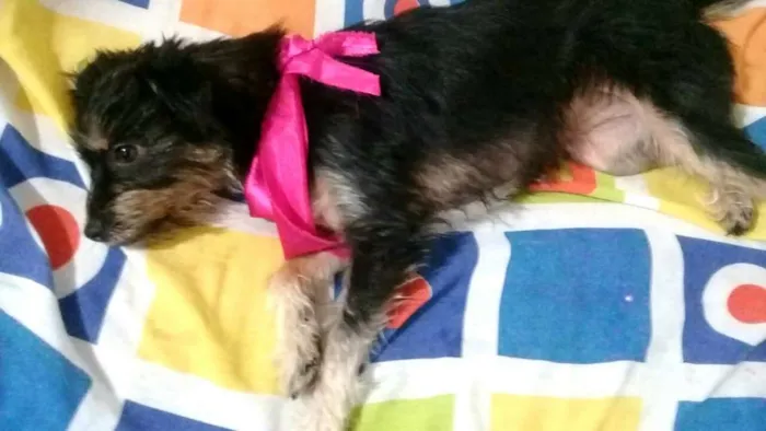 Cachorro raça  idade 1 ano nome Pérola 