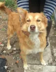 Mel