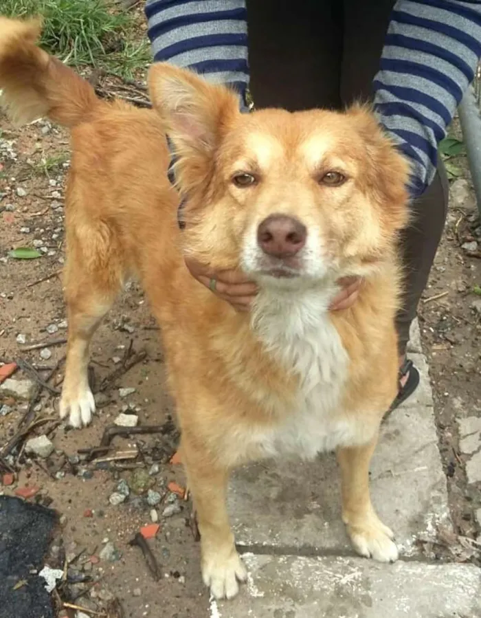Cachorro ra a  idade 3 anos nome Mel