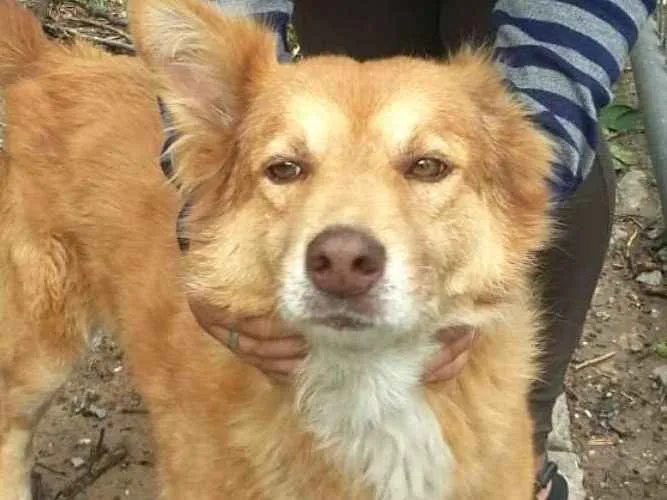 Cachorro ra a  idade 3 anos nome Mel