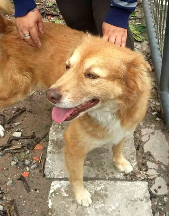Cachorro ra a  idade 3 anos nome Mel