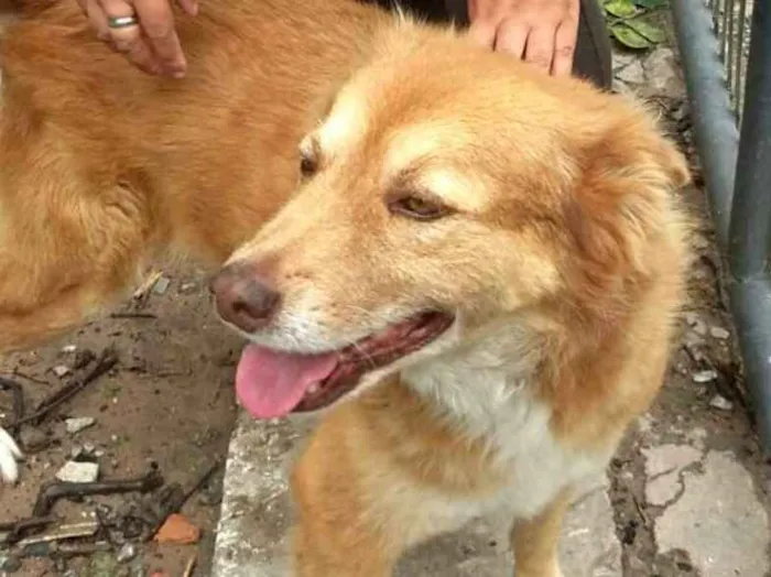 Cachorro ra a  idade 3 anos nome Mel