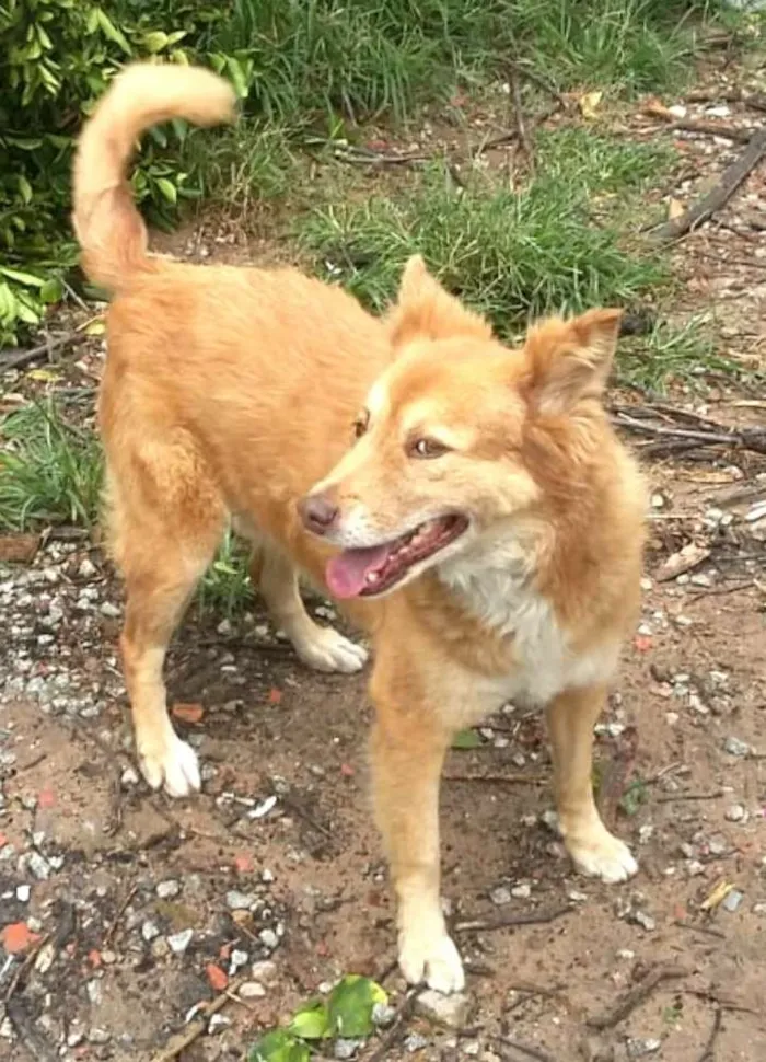 Cachorro ra a  idade 3 anos nome Mel