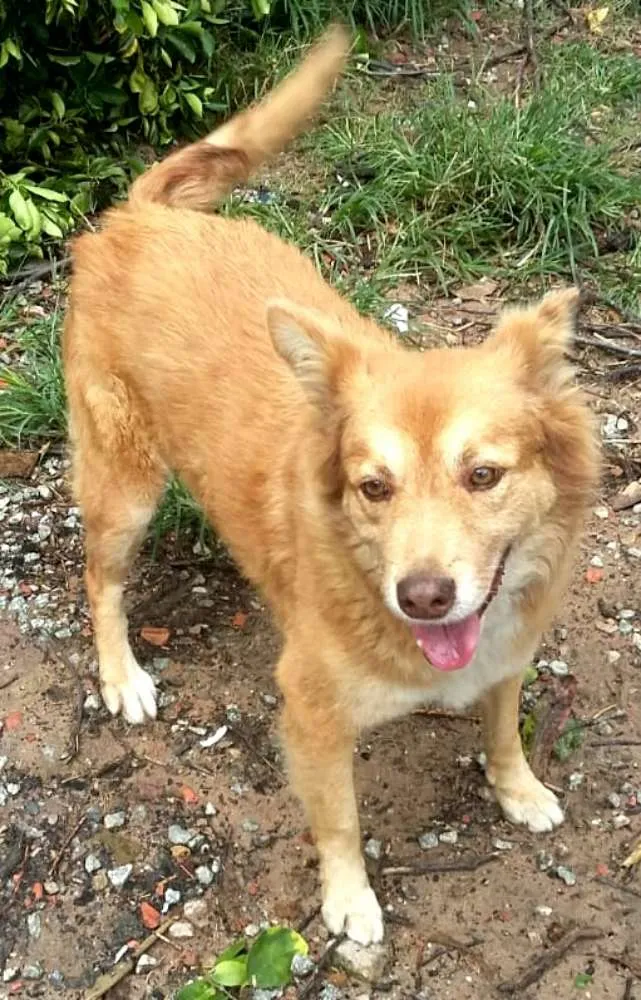 Cachorro ra a  idade 3 anos nome Mel