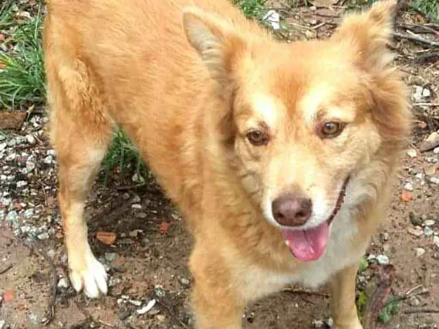 Cachorro ra a  idade 3 anos nome Mel