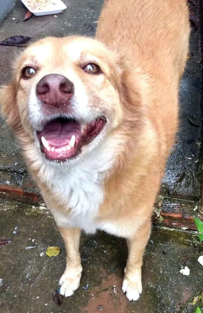 Cachorro ra a  idade 3 anos nome Mel