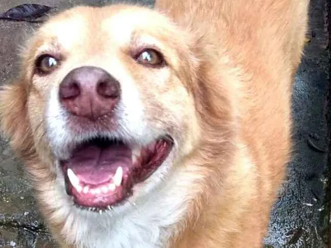 Cachorro ra a  idade 3 anos nome Mel