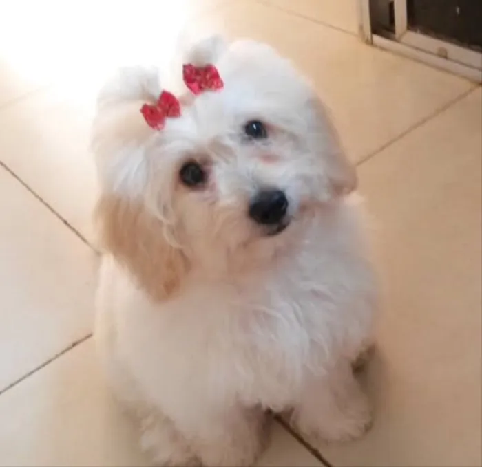 Cachorro raça Poodle  idade 3 anos nome MEL