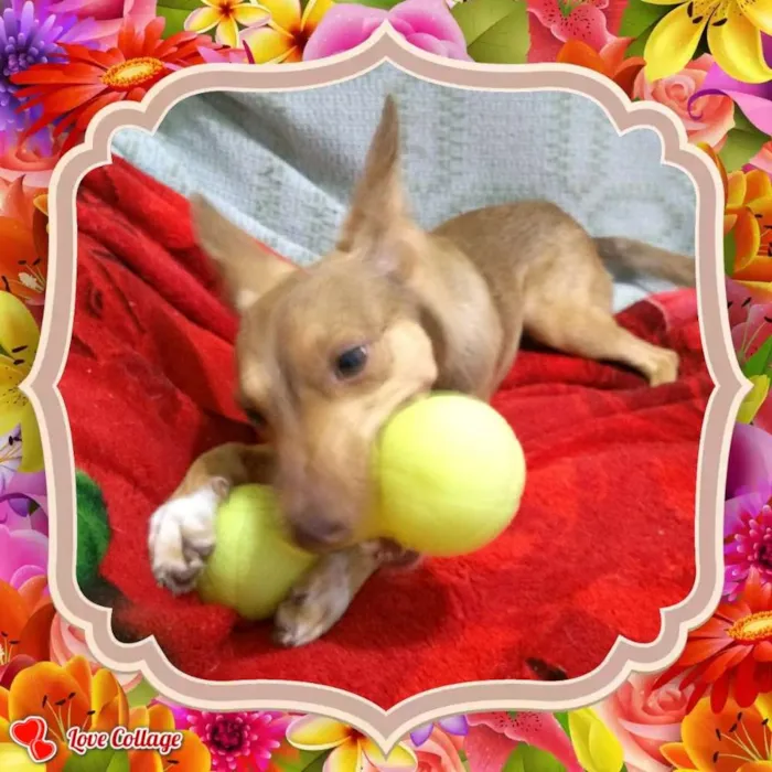 Cachorro ra a Srd idade 7 a 11 meses nome Jasmim