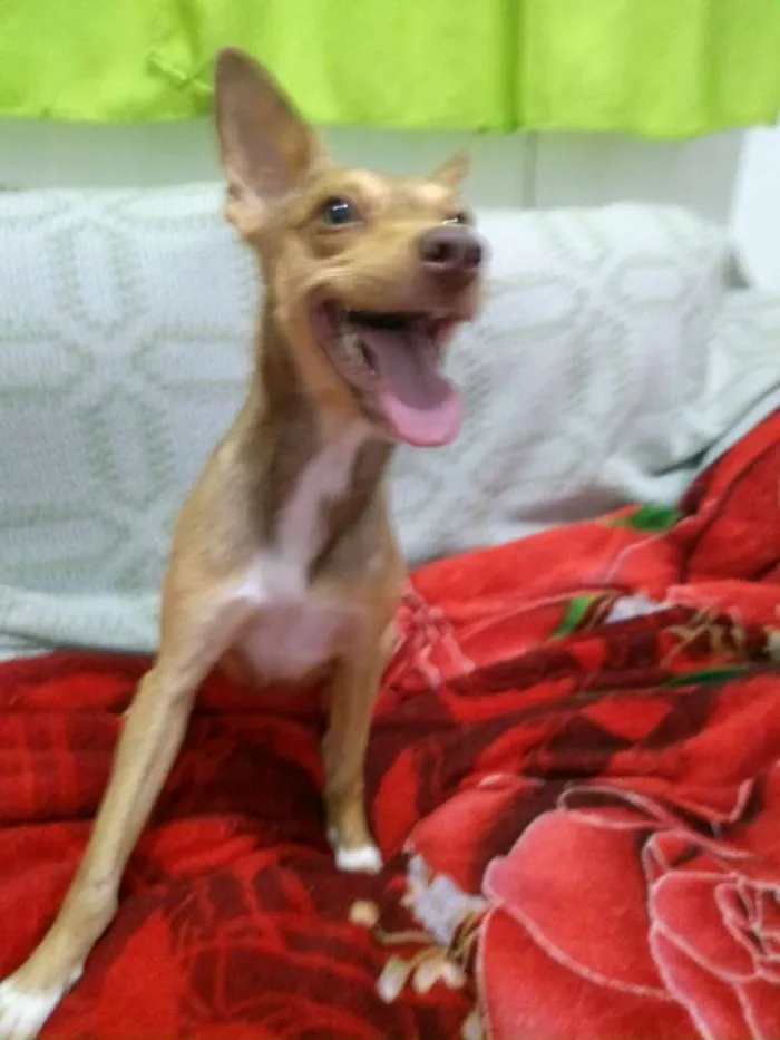 Cachorro ra a Srd idade 7 a 11 meses nome Jasmim