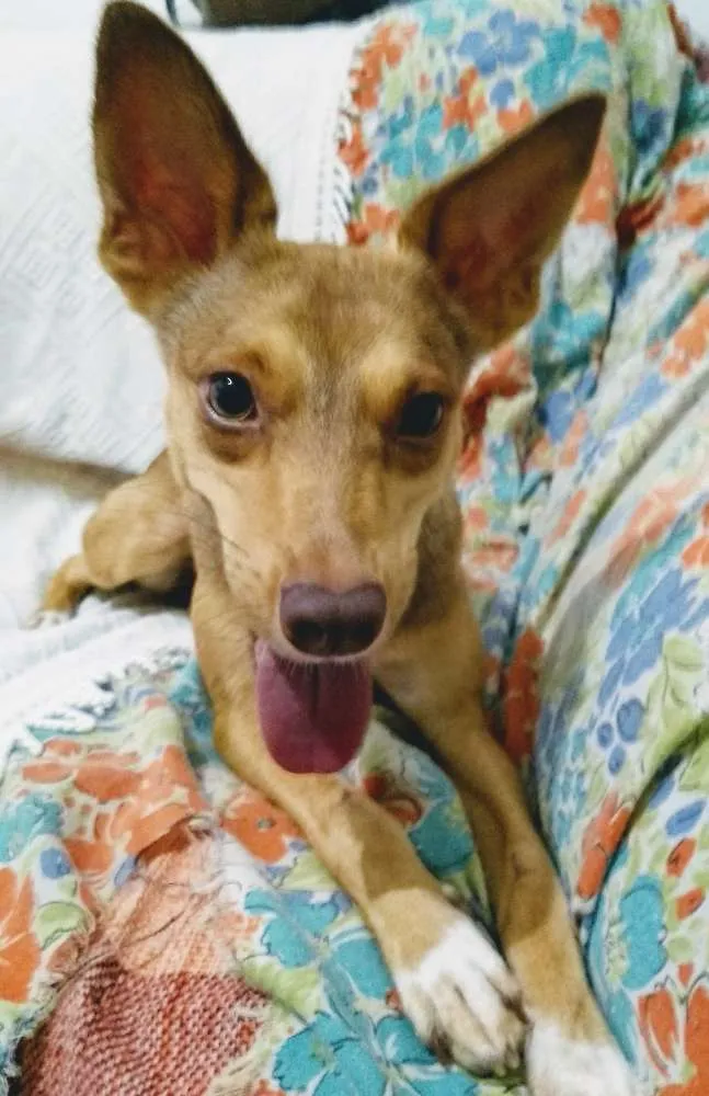 Cachorro ra a Srd idade 7 a 11 meses nome Jasmim