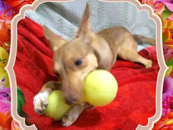 Cachorro ra a Srd idade 7 a 11 meses nome Jasmim
