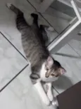 Tom