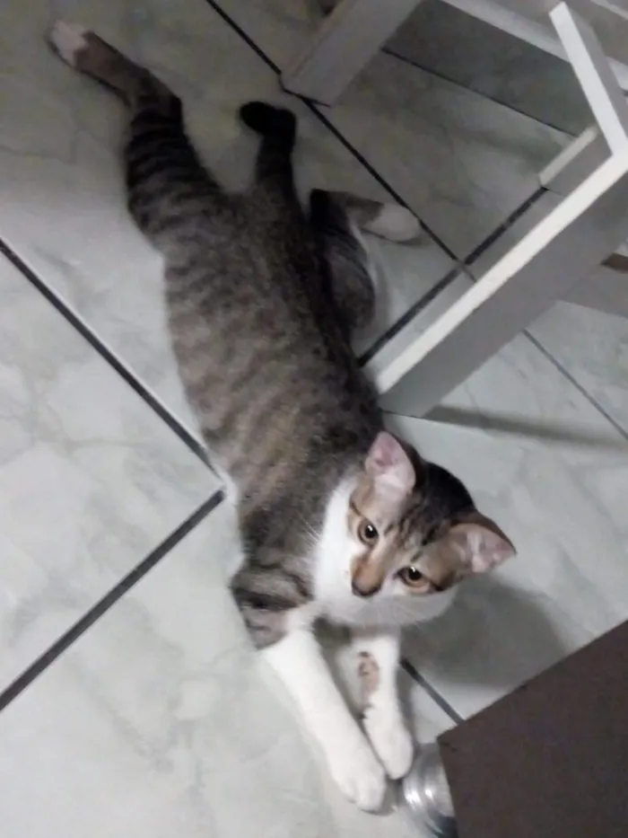 Gato ra a Srd idade 7 a 11 meses nome Tom