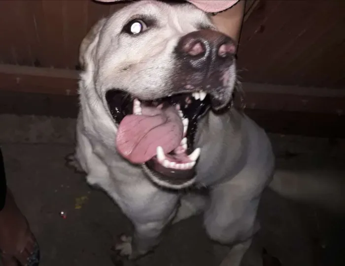Cachorro ra a Labrador  idade 1 ano nome Marley Júnior 