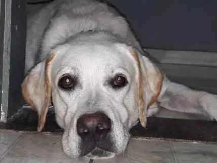 Cachorro ra a Labrador  idade 1 ano nome Marley Júnior 