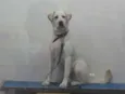 Marley Júnior 